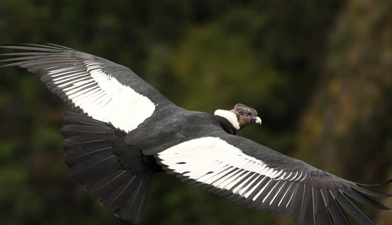 Flight Of Condor Cusco 