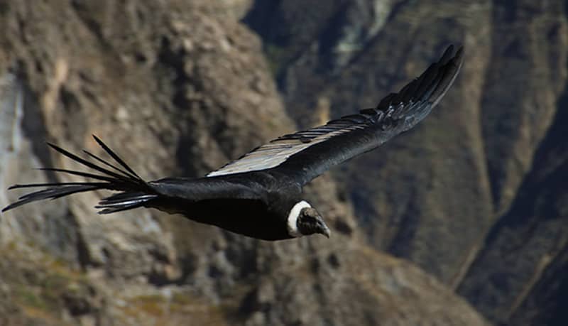 Flight Of Condor Cusco 