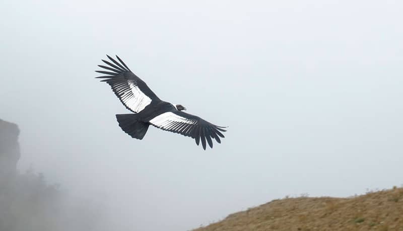 Flight Of Condor Cusco 